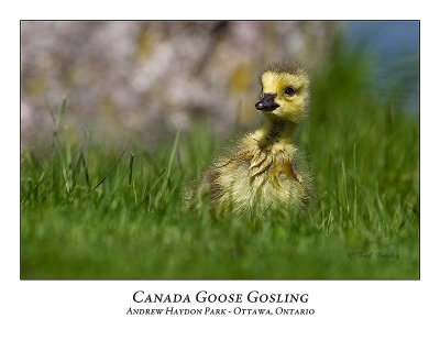 Canada Goose-021