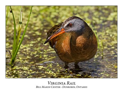 Virginia Rail-020