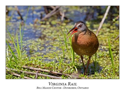 Virginia Rails