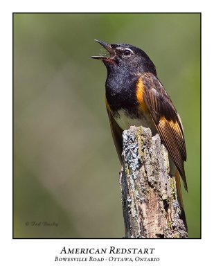 American Redstart-006