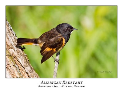 American Redstart-009