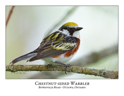 Chestnut-sided Warbler-113