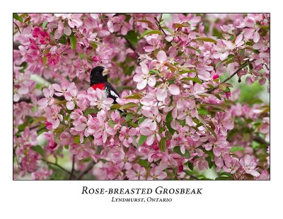 Rose-breasted Grosbeak-014