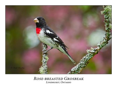 Rose-breasted Grosbeak-016