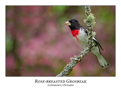 Rose-breasted Grosbeak-017