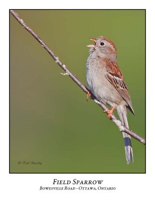 Field Sparrow-007