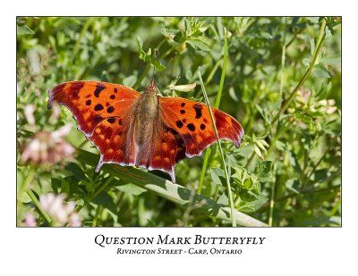 Ottawa And Area Butterflies