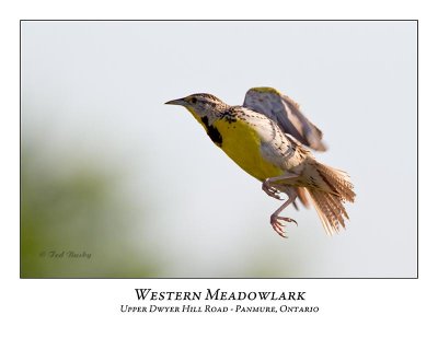 Western Meadowlark-003