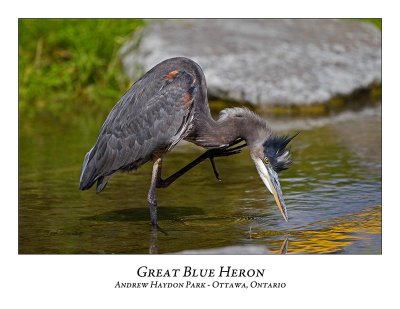 Great Blue Heron-081
