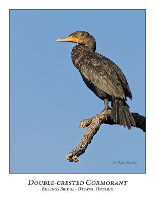 Double-crested Cormorant-008