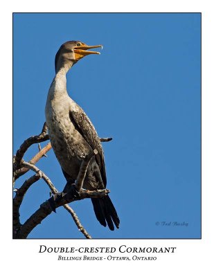 Double-crested Cormorant-009
