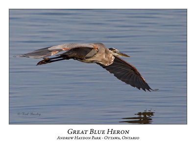 Great Blue Heron-082