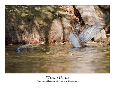 Wood Duck-020