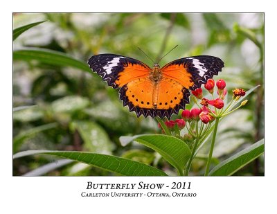 Butterfly Show-001