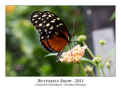 Butterfly Show-002