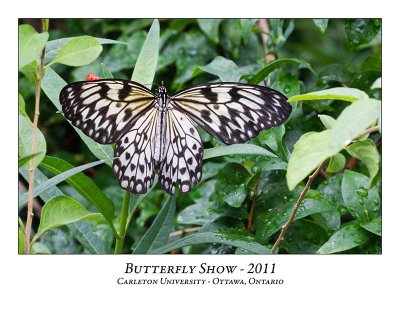 Butterfly Show-003