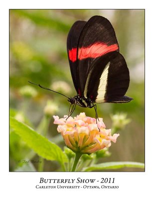Butterfly Show-004