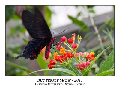 Butterfly Show-005