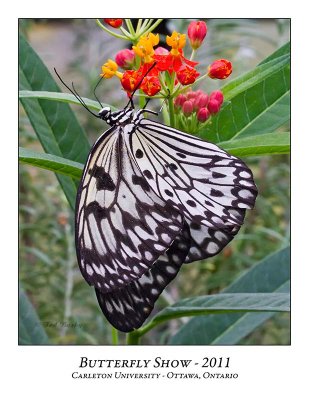 Butterfly Show-006