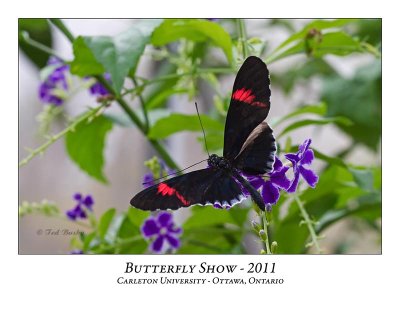 Butterfly Show-007