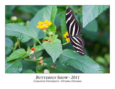 Butterfly Show-009