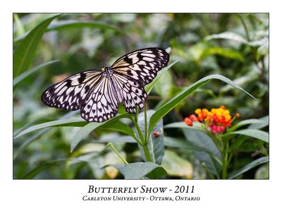 Butterfly Show-010