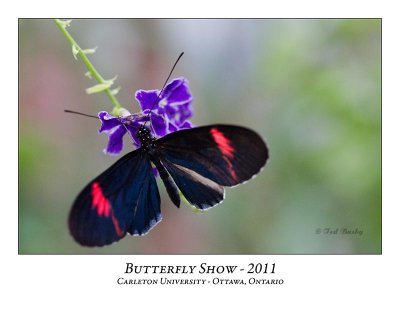 Butterfly Show-011