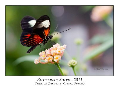 Butterfly Show-012