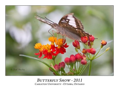 Butterfly Show-013