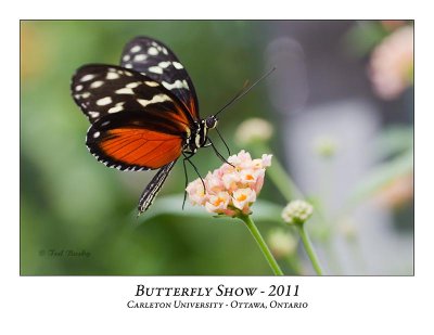 Butterfly Show-014