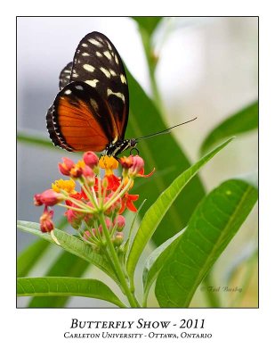 Butterfly Show-015