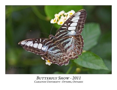Butterfly Show-016