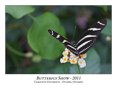 Butterfly Show-017