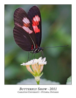 Butterfly Show-018