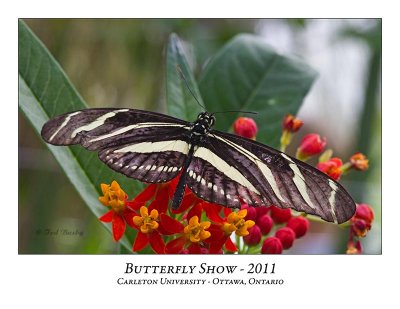 Butterfly Show-019