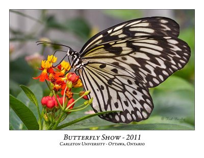 Butterfly Show-020