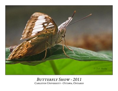 Butterfly Show-021