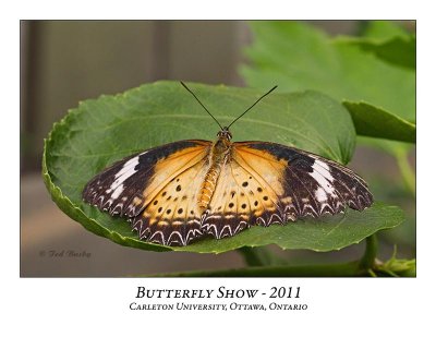 Butterfly Show-022
