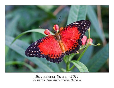 Butterfly Show-024