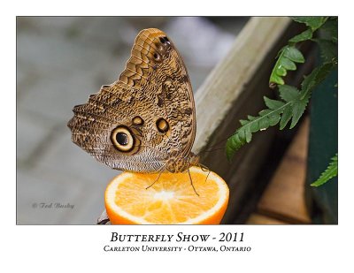 Butterfly Show-025