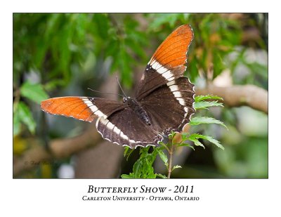 Butterfly Show-026