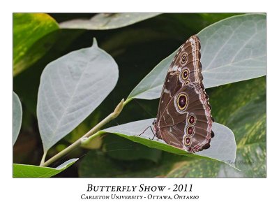 Butterfly Show-027
