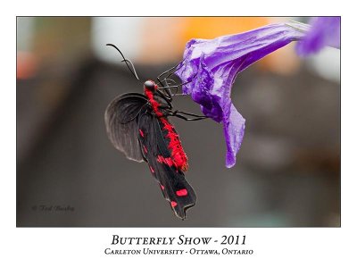 Butterfly Show-028