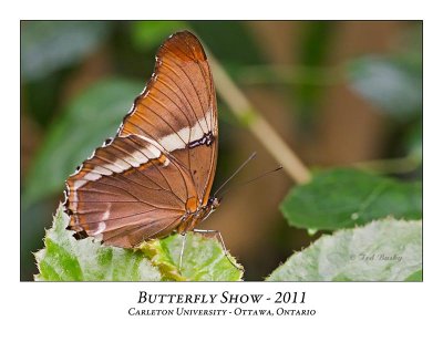 Butterfly Show-029