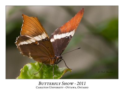 Butterfly Show-031