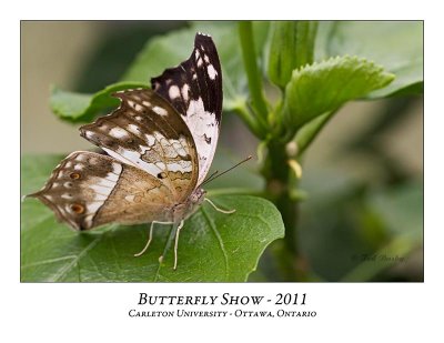 Butterfly Show-032