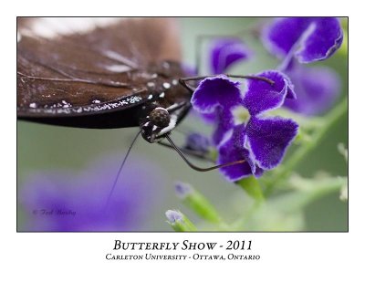 Butterfly Show-033