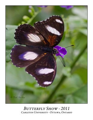 Butterfly Show-034