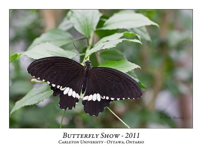 Butterfly Show-035