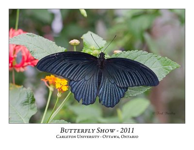 Butterfly Show 2011
